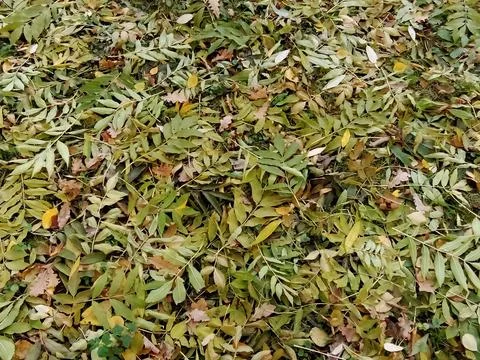 Leafy background of autumn tones Stock Photos