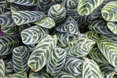 Leafy background Stock Photos