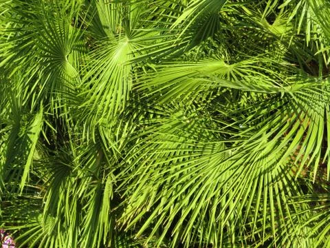 A leafy background Stock Photos