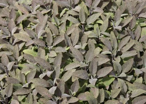 Leafy Background. Stock Photos