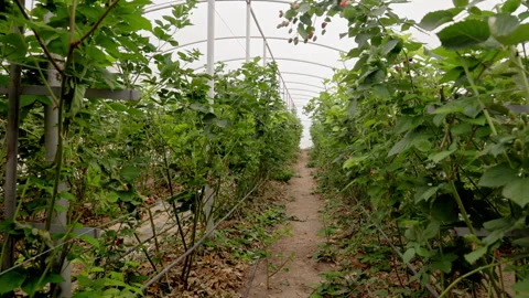 Leafy blackberry bushes growing on either side of a path with metal supports Stock Footage 274982454
