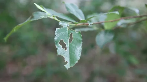 Leafy branch blowing in the wind Stock Footage 124999819