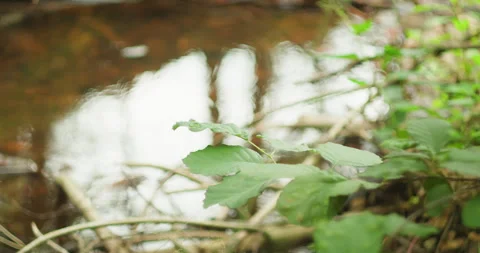 Leafy branch with a blurry water backdrop. Serene nature. Foreground clarity Stock Footage 273417948