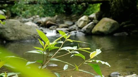 A leafy branch is floating in a river Stock Photos