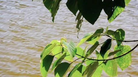 A leafy branch is floating on the surface of a calm body of water Stock Photos