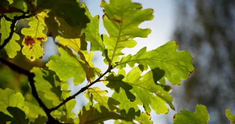 Leafy branch glowing in sunlight Stock Footage 318800546