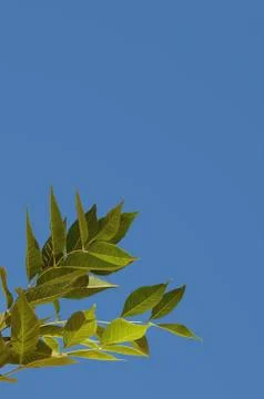 Leafy branch Foto stock