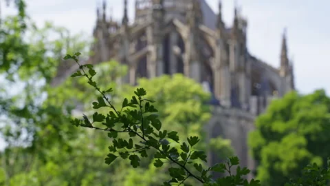 Leafy Branch in Sharp Focus with Gothic Cathedral in Soft Background Stock Footage 313880887
