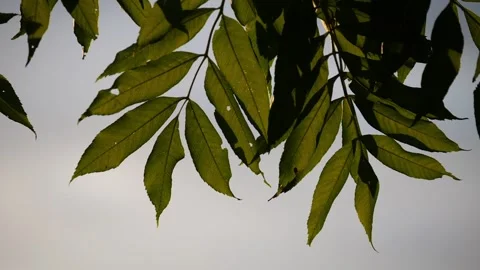 A leafy branch is shown in the sunlight Stock Footage 296100540