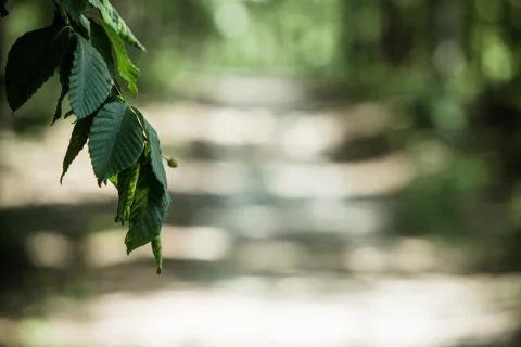 Leafy branch on trail Stock Photos