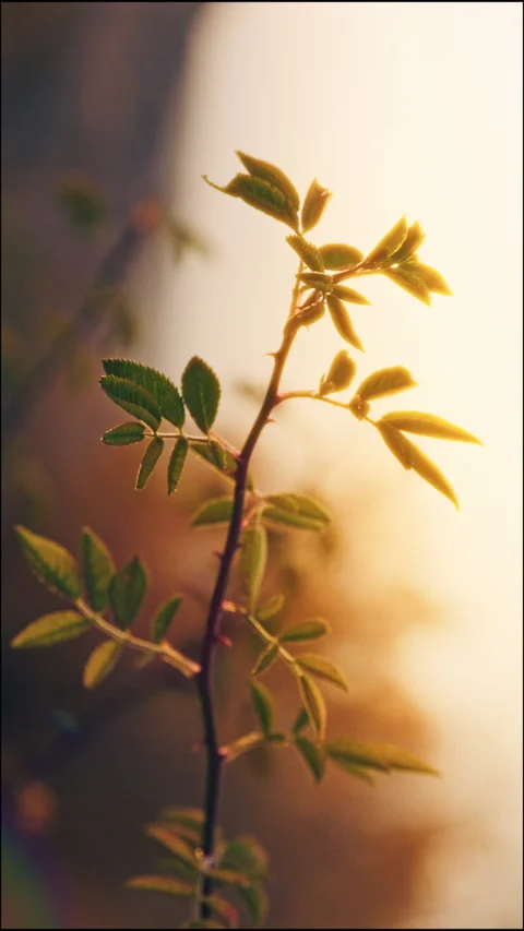 A leafy branch of a tree is shown in the sunlight Stock Footage 331249492