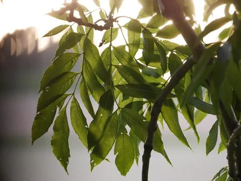 A leafy branch of a tree is shown in the sunlight Foto stock