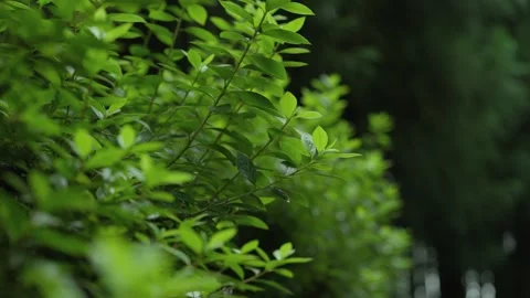 Leafy Branches in Forest Near Lagoa do Canario Sao Miguel Stock Footage 346481045