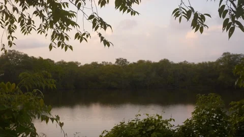 Leafy branches framing a calm river and wooded bank 스톡 동영상 347982949