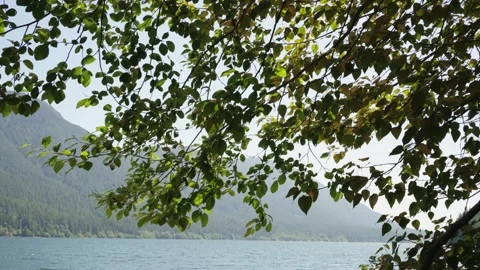 Leafy Branches Overlooking a Misty Mountain Lake Stock Footage 255399027