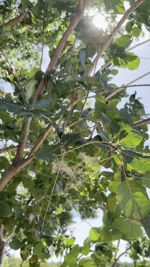 Leafy Branches with Seed Clusters Stock Footage 346075084