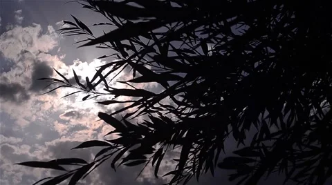 Leafy branches of a tree in the summer wind profiled partly cloudy skies Stock Footage 60781286