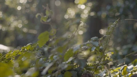 Leafy Bushes on Forest Floor Video stock 95297357