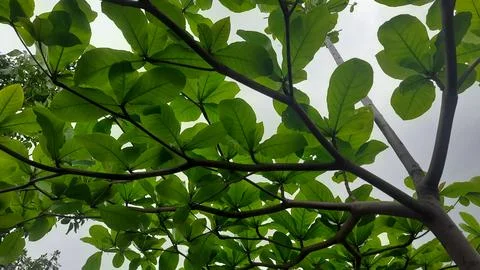Leafy Canopy Overhead Stock Photos