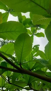 Leafy Canopy Overhead Stock Photos