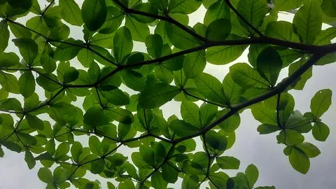 Leafy Canopy Overhead Stockfoto's