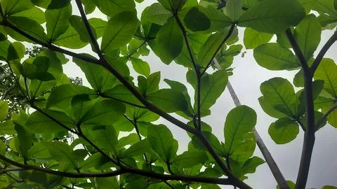 Leafy Canopy Overhead Stock Photos