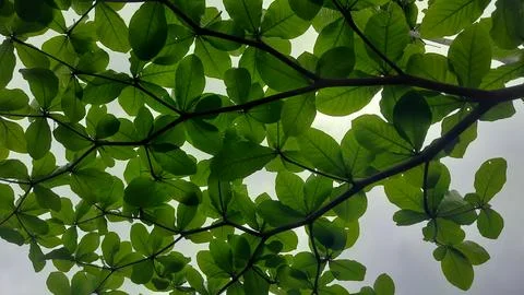 Leafy Canopy Overhead Stock Photos