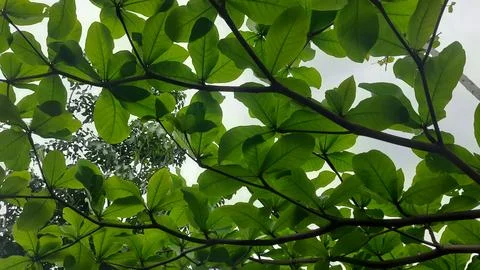 Leafy Canopy Overhead Stock Photos
