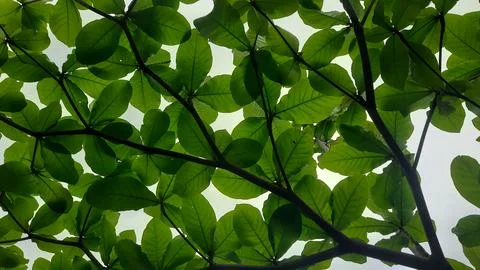 Leafy Canopy Overhead Stock Photos