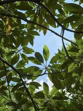 Leafy Canopy Pattern Stock Photos
