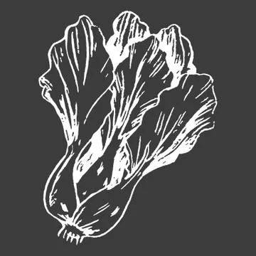 Leafy Chinese Cabbage Head Isolated White Outline Ilustración de archivo