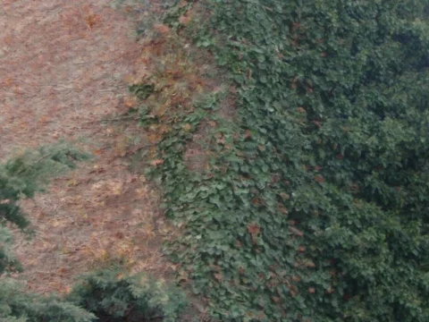 Leafy Corners Pan Down Stock Footage 286808