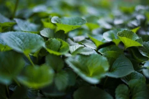Leafy Cover 1 스톡 사진