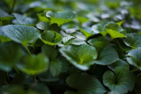 Leafy Cover 2 스톡 사진