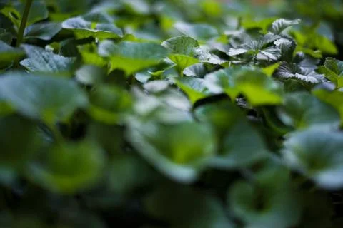 Leafy Cover 3 스톡 사진