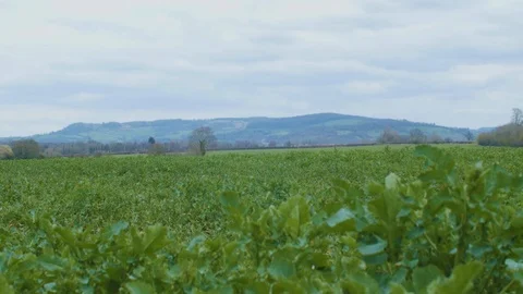 Leafy Field Low Angle V1 4k Stock Footage 88070294