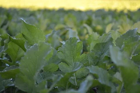 Leafy Field Stock Photos