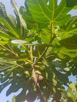 A leafy fig tree branch with sunlight sparkling on the leaves Stock Photos