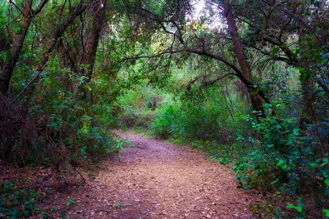 Leafy forest with a dirt road between the trees and green plants. Stock Photos