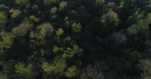 Leafy forest Stock Footage 114000281