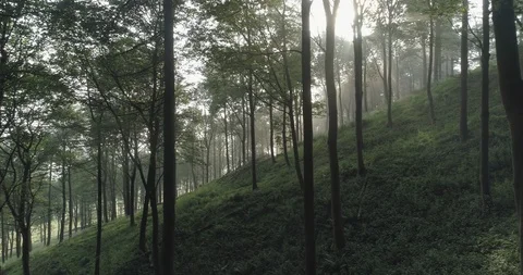 Leafy forest Stock Footage 114133957