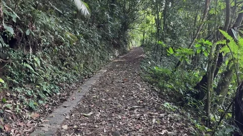 Leafy Forest Path Walk, Lush Tropical Jungle, Immersive POV Tracking Shot Stock Footage 324774366
