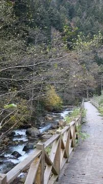 Leafy forest pathway Stock Photos