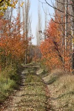 Leafy forest pathway.Autumn forest path Foto stock