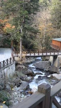 Leafy forest pathway.Forest stream bridge Foto stock