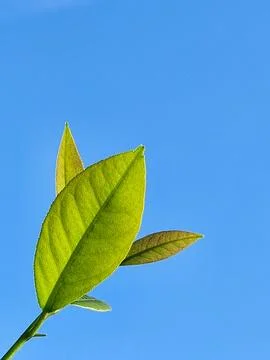 Leafy Frame: A Glimpse of Sky Through Lemon Leaves Foto stock