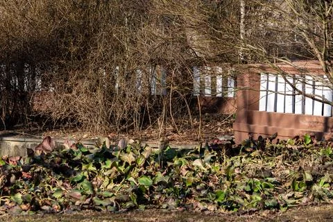 Leafy garden bed with bare shrubs Stock Photos