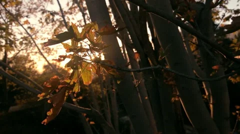 Leafy gently waving in the wind during sunset Video stock 40387262