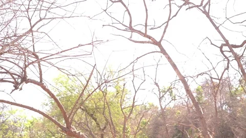 Leafy Gir forest Stock Footage 111200124