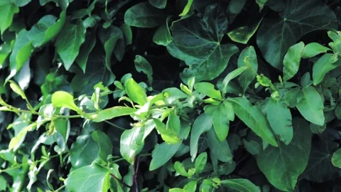Leafy green background with breeze in real time Stock Footage 145060331